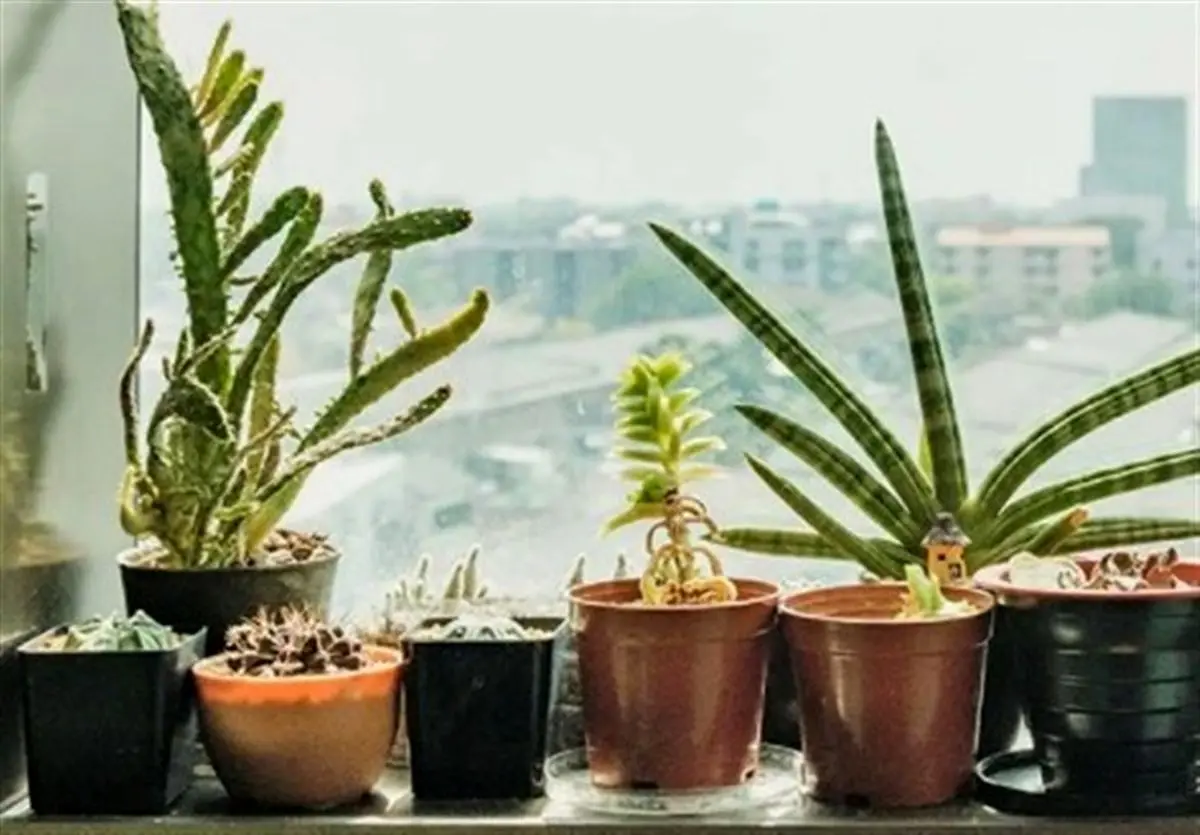 گیاهان خانگی حدود ۲۰ درصد دی‌اکسید نیتروژن خانه را کاهش می‌دهند 