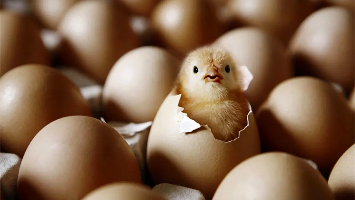 پیش بینی مجلس از گرانی‌های سال آینده؛ افزایش ۷۰ درصدی قیمت مرغ و تخم مرغ